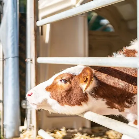 Schaetzlehof 3* Oberwinden