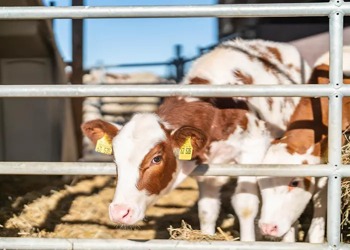 Schaetzlehof Pensión